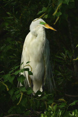 Breeding Great Egret with Green Lores 