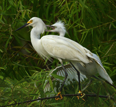 Snowy Egret and Chick
