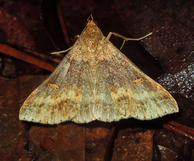 Discolored Renia Moth (8381) 