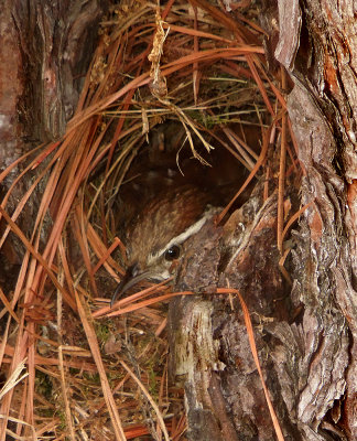 Carolina Wren (Nest in Tree Cavity)