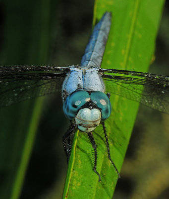 Great Blue Skimmer Male Anterior