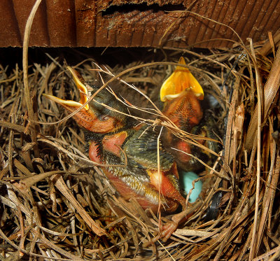 1 Day-Old Nestlings