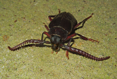 Tile-horned Prionus Beetle