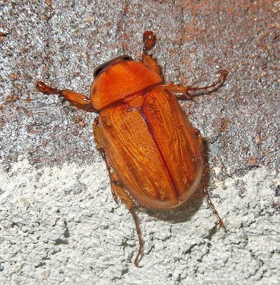 May Beetle 