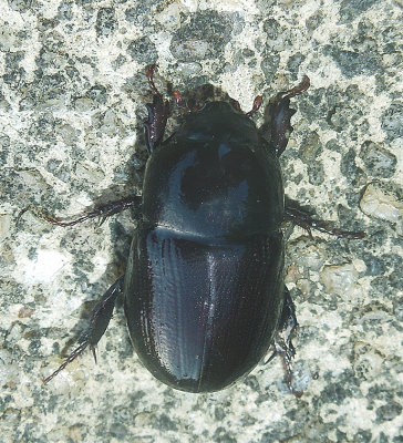 Surgarcane Beetle