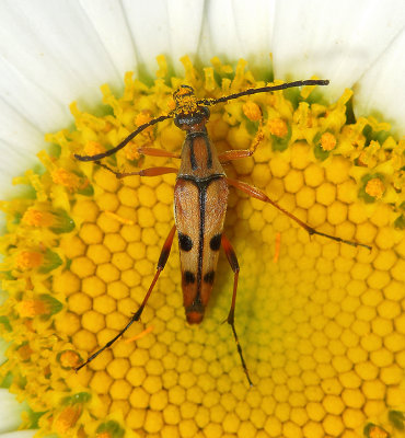 Flower Longhorn Beetle