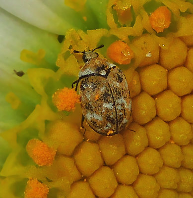 Varied Carpet Beetle 