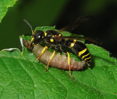 Mason Wasp Parasitizing Caterpillar