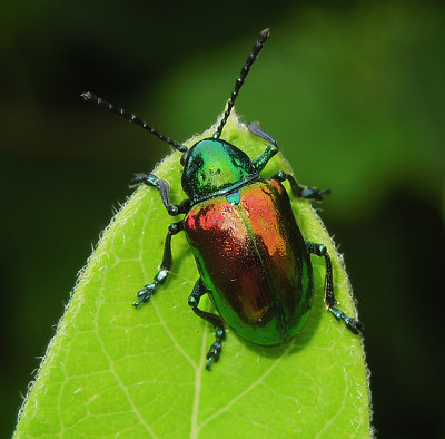 Dogbane Beetle 