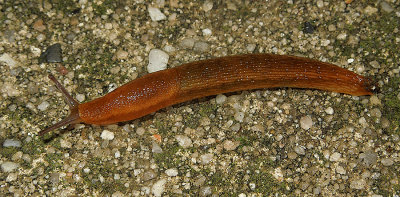 Slug (Arion sp.)