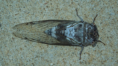 Northern Dusk-singing Cicada