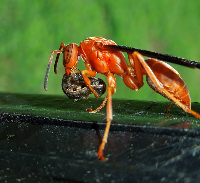 Red Paper Wasp parasitizing a moth caterpillar