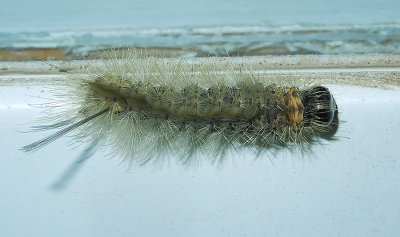 Banded Tussock Moth Caterpillar (8203)