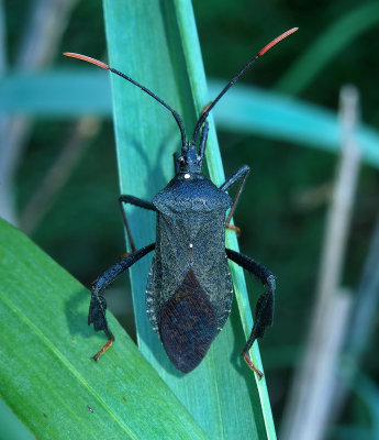 Acanthocephala terminalis