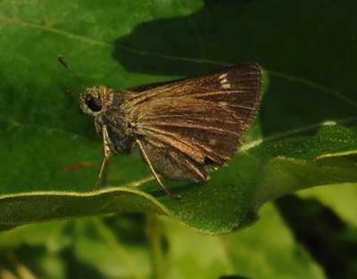 Little Glassywing 