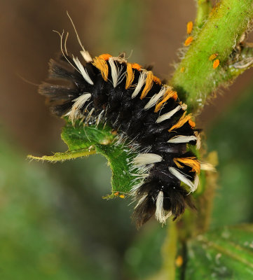 Milkweed Tussock Moth Caterpillar (8238)