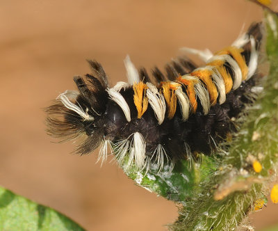 Milkweed Tussock Moth Caterpillar (8238)