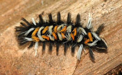 Milkweed Tussock Moth Caterpillar (8238)