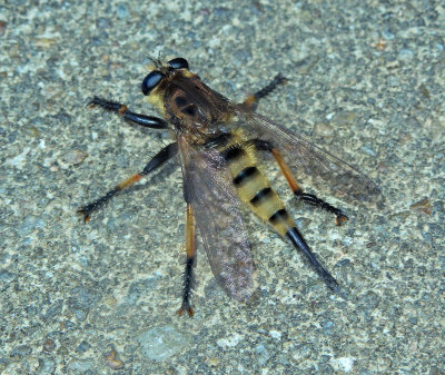 Red-footed Cannibalfly 