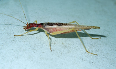Two-spotted Tree Cricket 