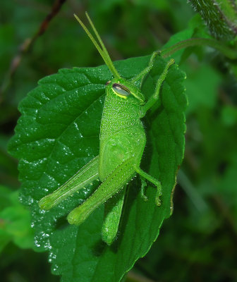 Obscure Bird Grasshopper Nymph 