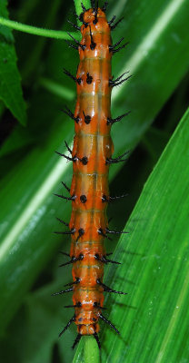 Gulf Fritillary Caterpillar Early Instar