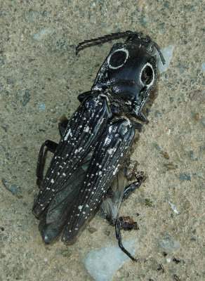 Eyed Click Beetle 