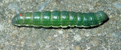 Ashen Pinion Moth Caterpillar (9910)
