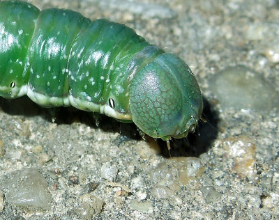 Ashen Pinion Moth Caterpillar (9910)