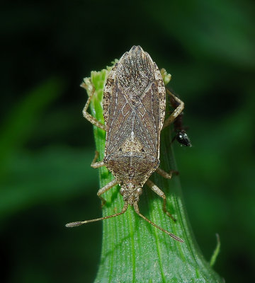 Squash Bug