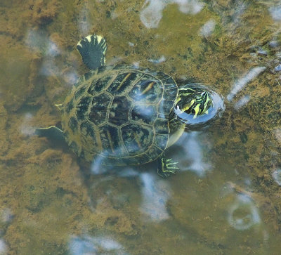 Yellow-bellied Slider