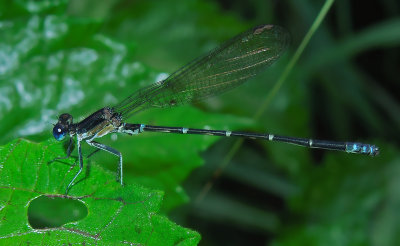 Blue-ringed Dancer (Male)