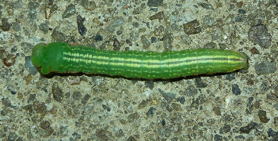Angulose Prominent Moth Caterpillar (7920)