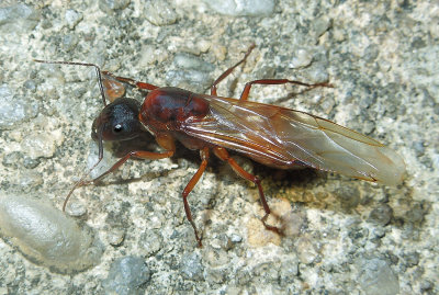 Queen Carpenter Ant