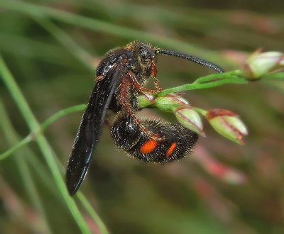 Scolia nobilitata