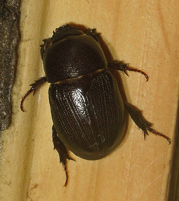 Sugarcane Beetle 