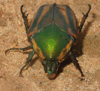 Green June Beetle (Green June Bug)