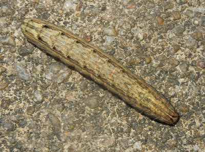 Large Yellow Underwing Moth Caterpillar (11003.1)
