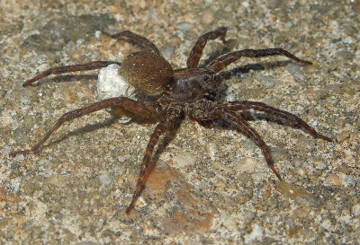 Wolf Spider with Egg Sac