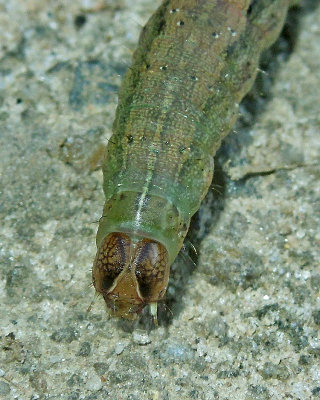 Fall Armyworm Moth Caterpillar (9666)