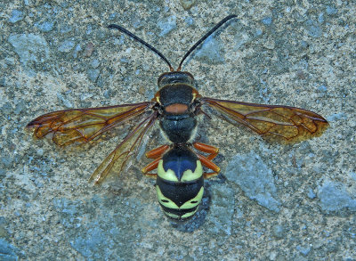 Eastern Cicada Killer 
