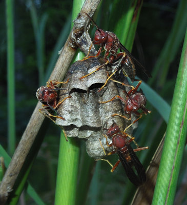 Paper Wasps on nest 