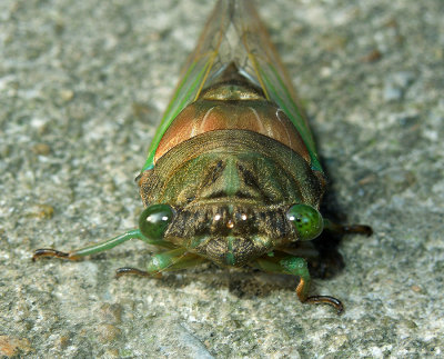 Swamp Cicada 