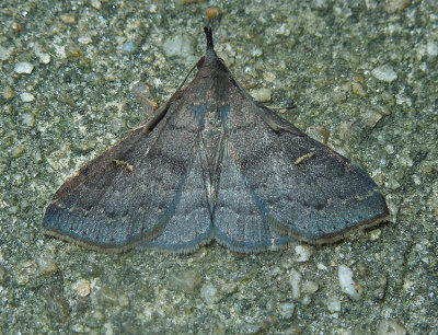 Speckled Renia Moth (8386)