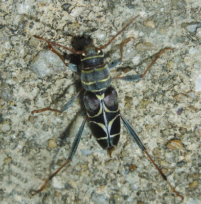 Neoclytus scutellaris 