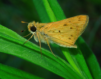 Female