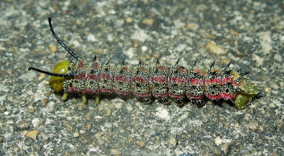 Pink-striped Oakworm Moth Caterpillar (7723)