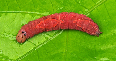 White-blotched Heterocampa Caterpillar (7990)