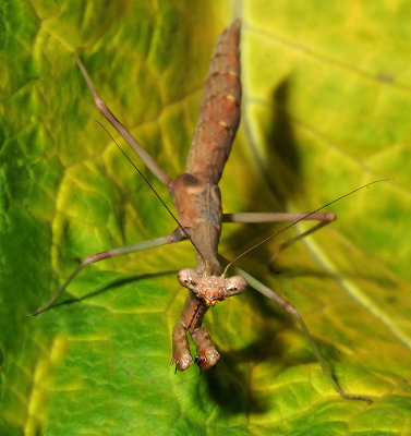 Carolina Mantid Nymph