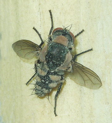 Tachnid Fly